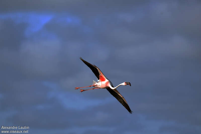 Lesser Flamingoadult