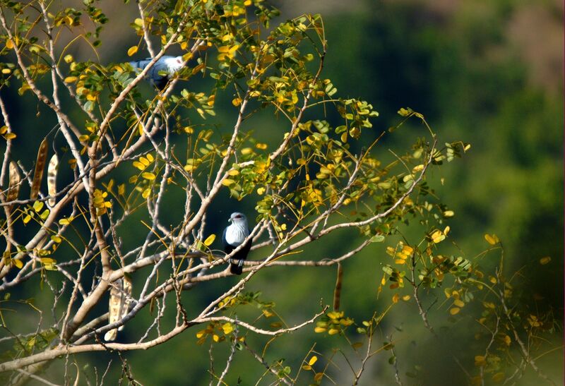 Comoro Blue Pigeon