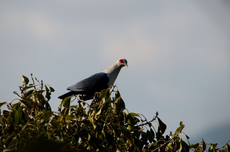 Comoros Blue Pigeon