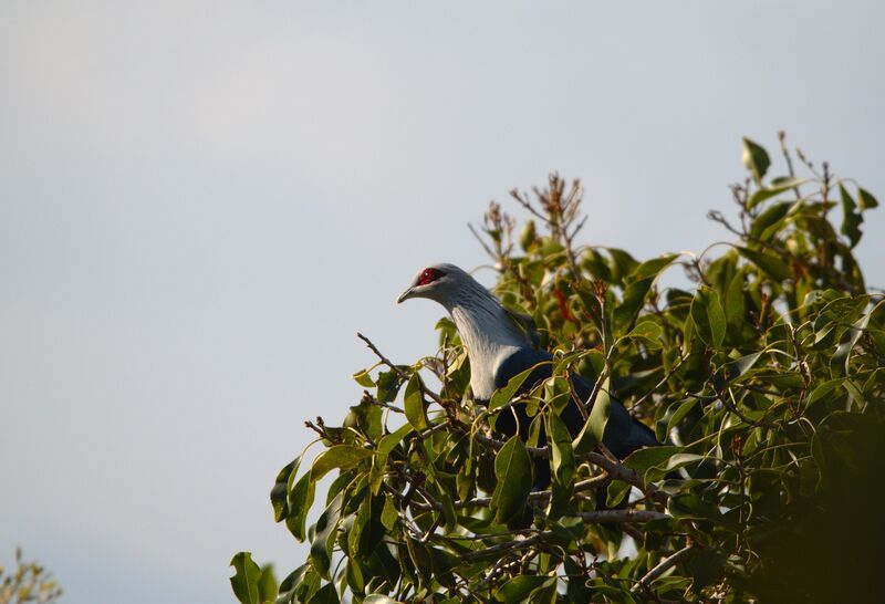 Comoro Blue Pigeon