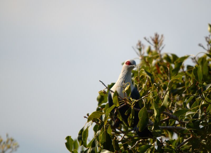 Comoros Blue Pigeon