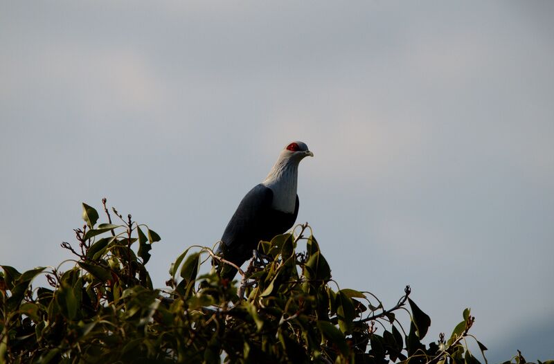 Comoros Blue Pigeon