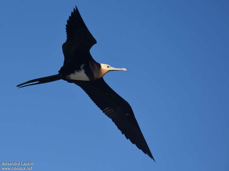 Lesser Frigatebird female adult, identification