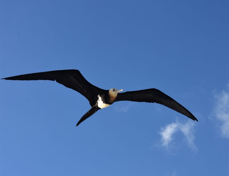 Lesser Frigatebird