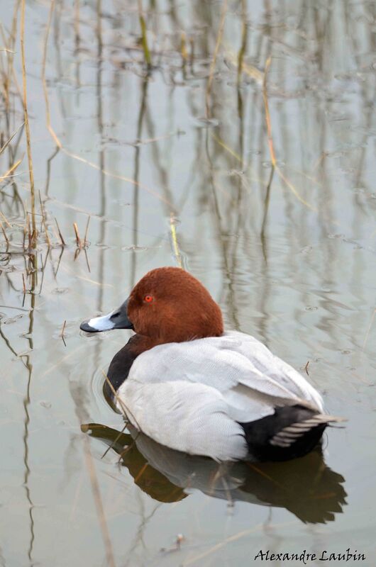 Common Pochard