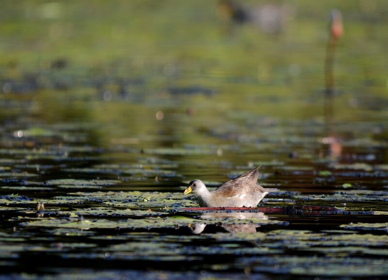 Gallinule africaine