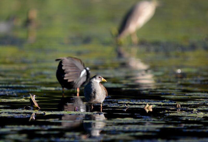 Gallinule africaine