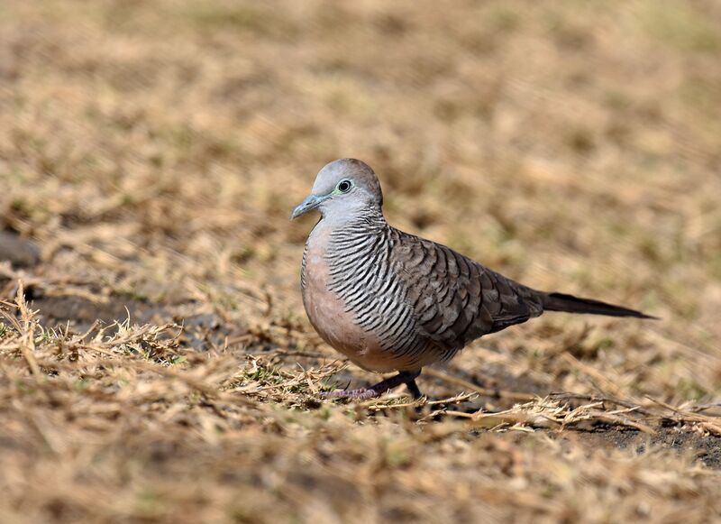 Zebra Dove