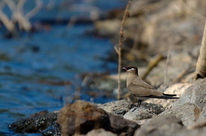 Madagascar Pratincole