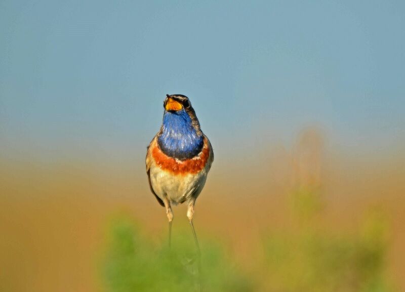 Bluethroat