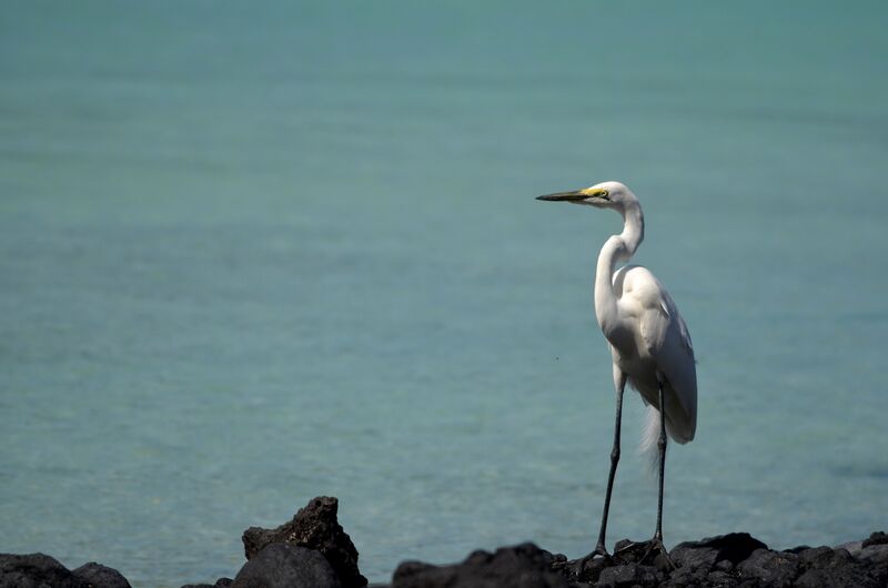 Grande Aigrette