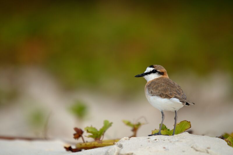 White-fronted Plover