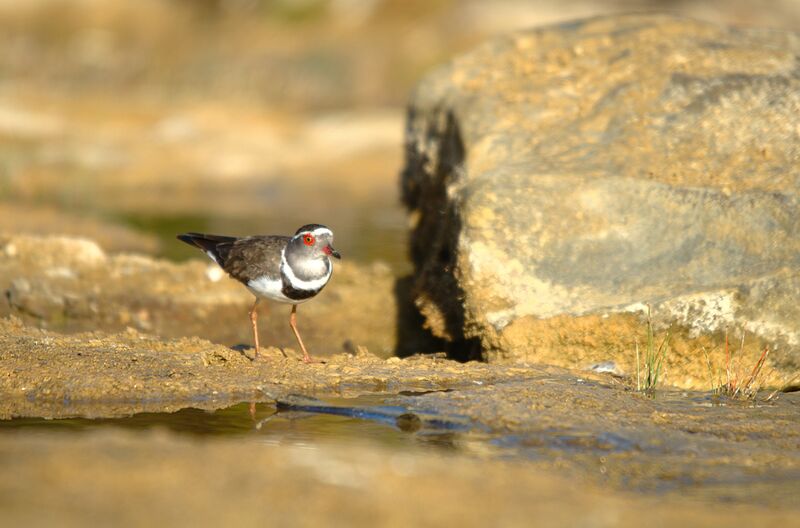 Three-banded Plover