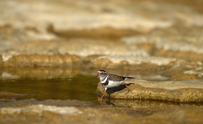 Three-banded Plover