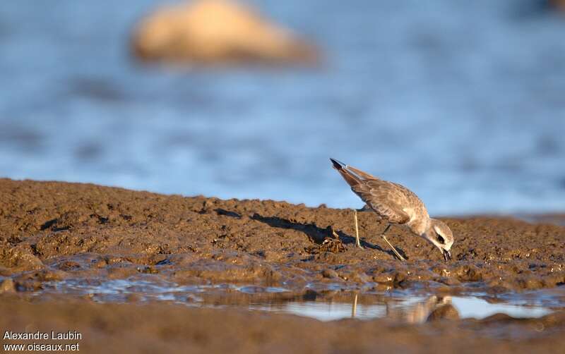 Gravelot de Leschenaultadulte internuptial, habitat, mange