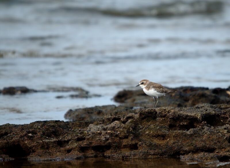 Siberian Sand Plover