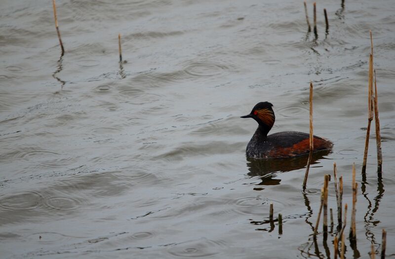 Black-necked Grebe