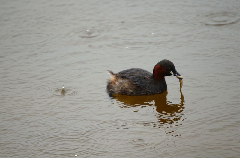 Little Grebe