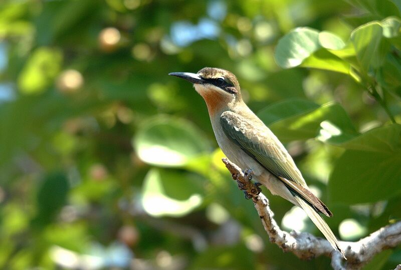 Olive Bee-eater