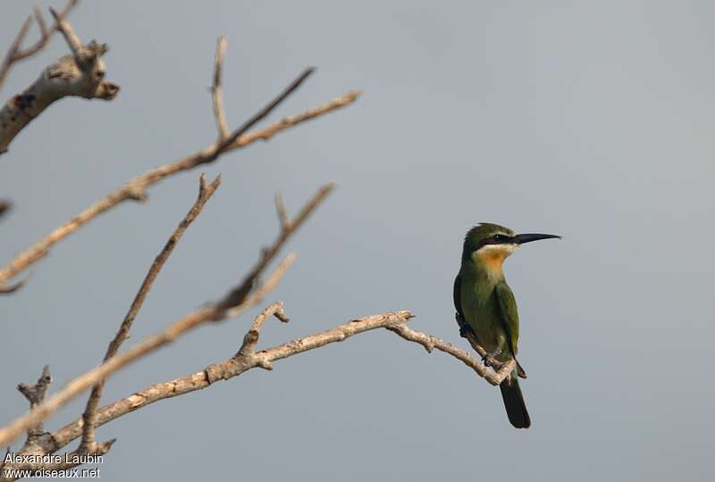 Guêpier de Madagascarimmature, identification