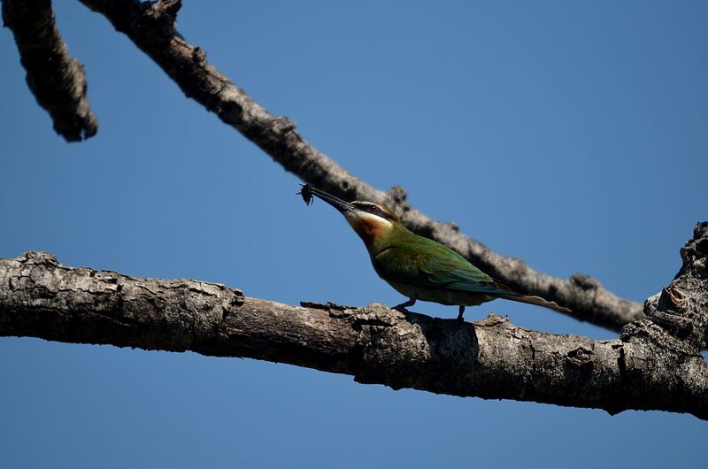 Olive Bee-eater