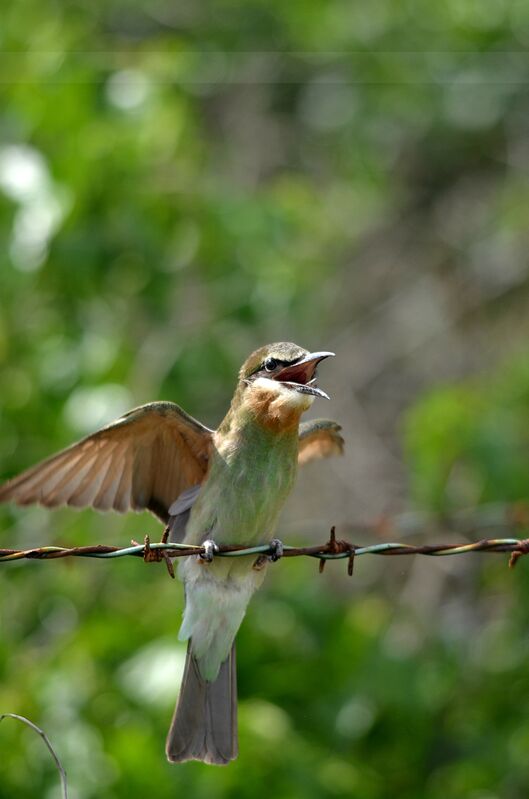 Olive Bee-eater