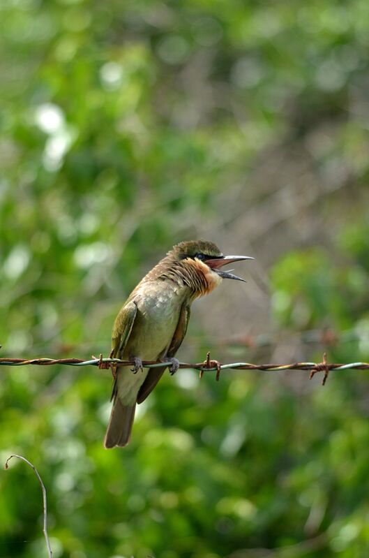 Olive Bee-eater