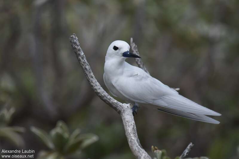 White Ternadult breeding, identification