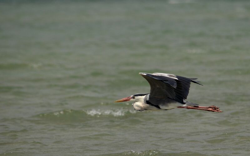 Grey Heron