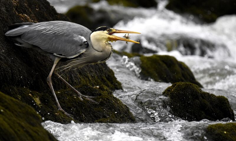 Grey Heron