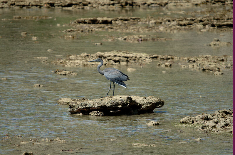 Humblot's Heron