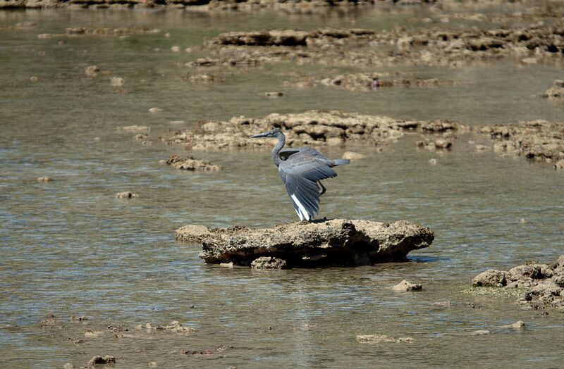 Humblot's Heron