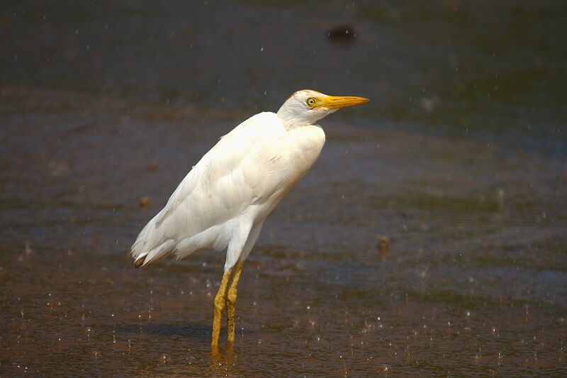 Western Cattle Egret