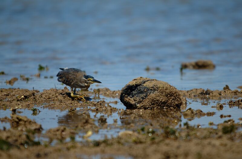 Striated Heron