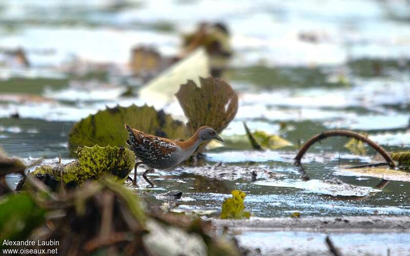 Marouette de Baillonadulte, habitat, pêche/chasse