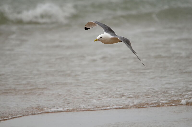 Mouette tridactyle