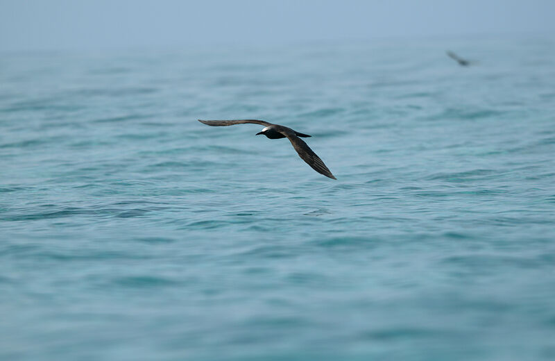 Brown Noddy