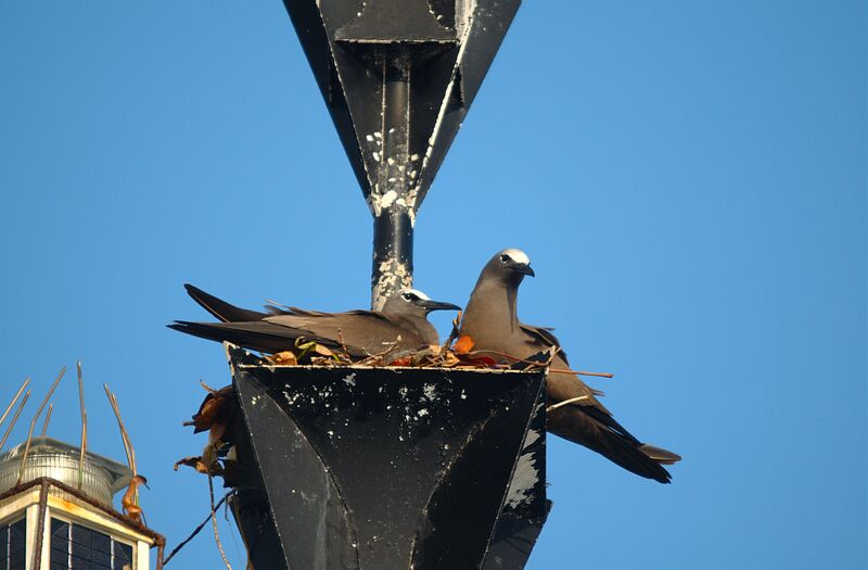 Brown Noddy