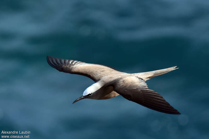 Brown Noddy, Flight