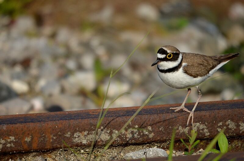 Little Ringed Plover