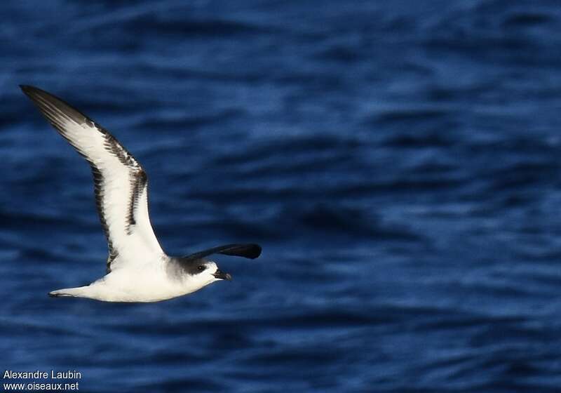 Barau's Petrel, Flight