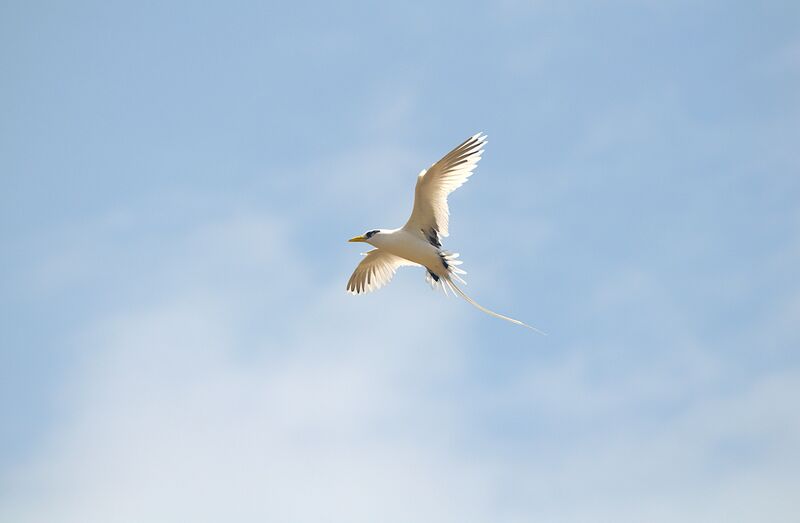 White-tailed Tropicbird