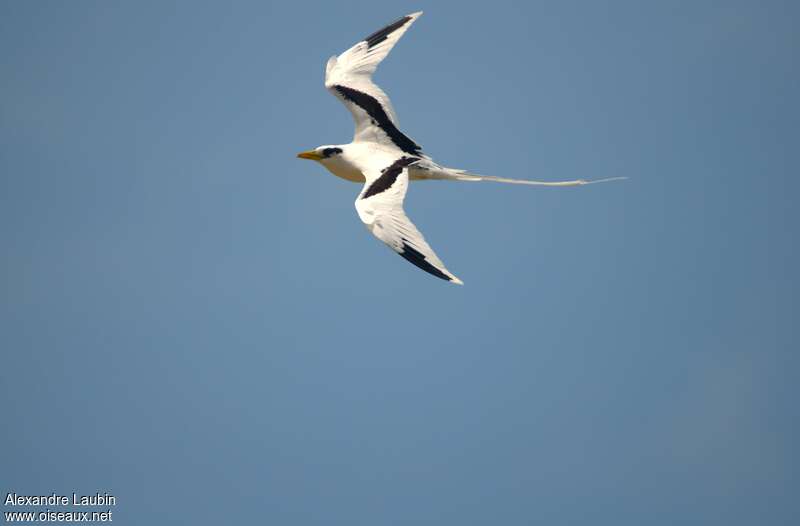 White-tailed Tropicbirdadult, Flight