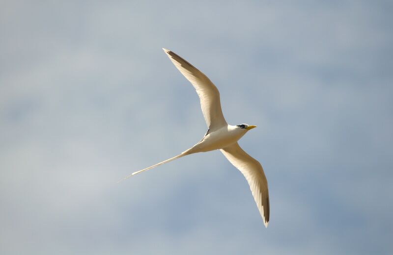 White-tailed Tropicbird