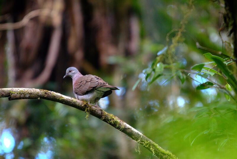 Pigeon de Madagascar