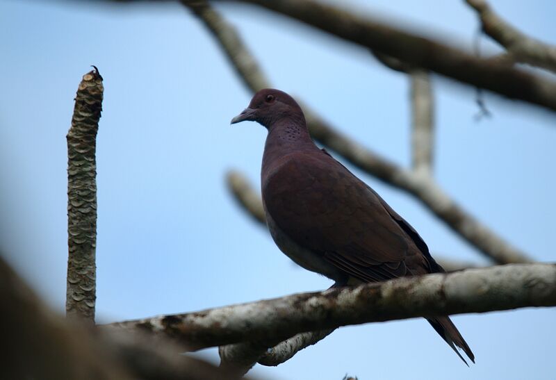 Pigeon de Madagascar