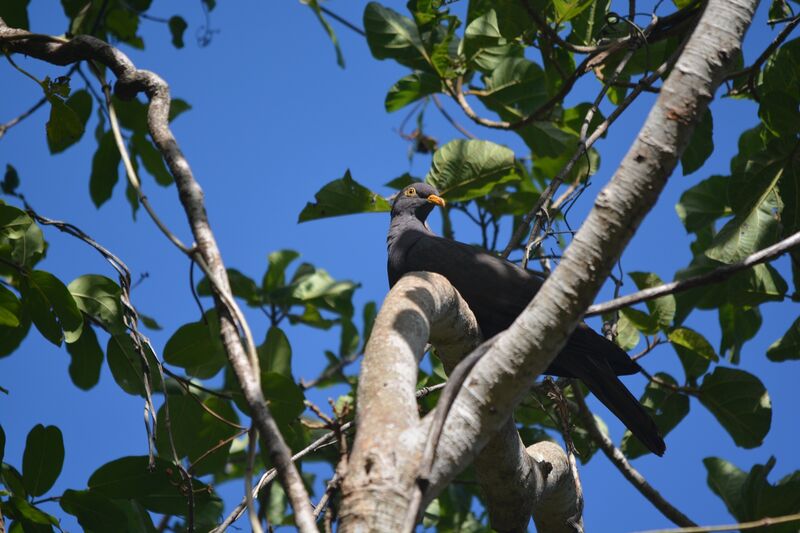 Comoros Olive Pigeon