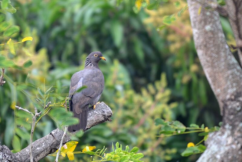 Comoro Olive Pigeon