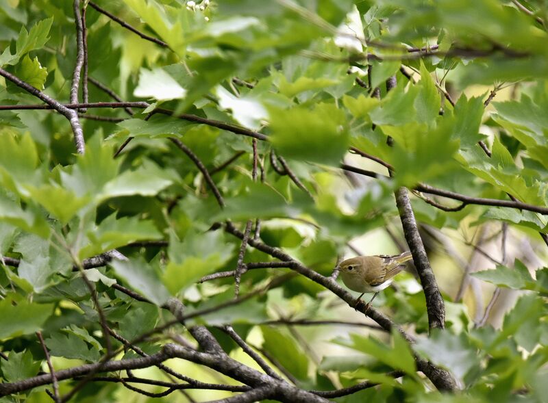 Western Bonelli's Warbler