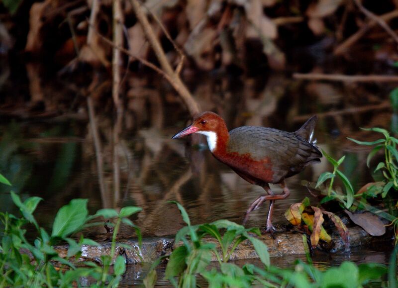 White-throated Rail